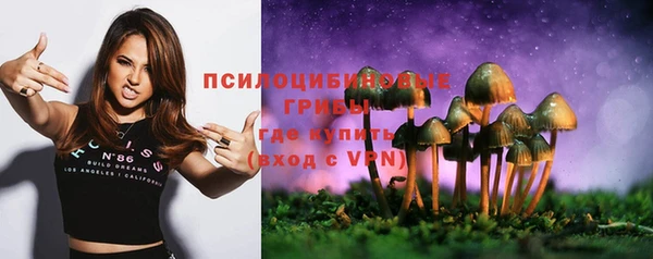 хмурый Аркадак