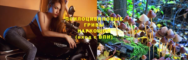 хмурый Аркадак